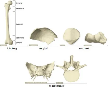 Figure I-3: Représentation des trois types d’os que l’on trouve dans le corps humain, longs, courts et plats.[10] 