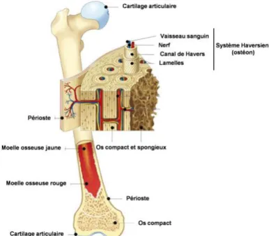 Figure I-8 : Structure et composition de la partie cortical d’un os long.[16] 