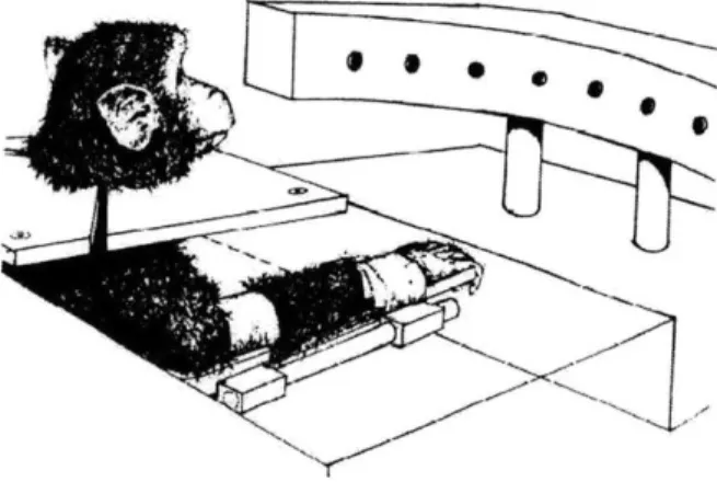 Figure  2-1:  Monkey  is  seated  on a  chair  and its  arm  is fastened  to  the splint