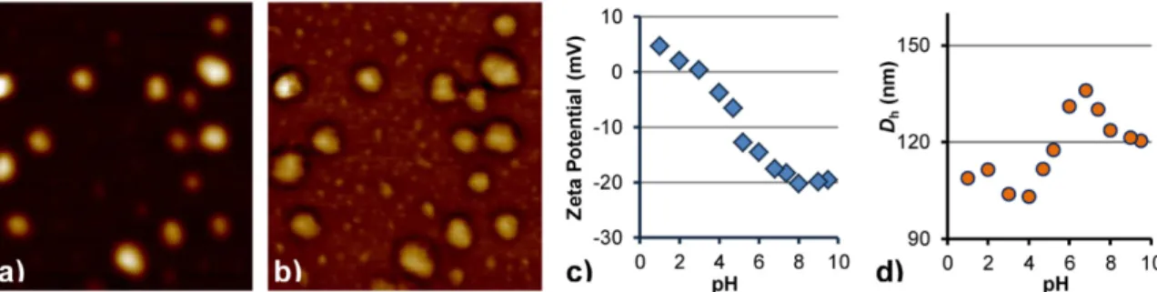 Figure 3. AFM (a) height and (b) phase images for MPIC micelles G1@Fe 3 O 4 @PAA 27 -b-PHEA 260  at f =  0.5