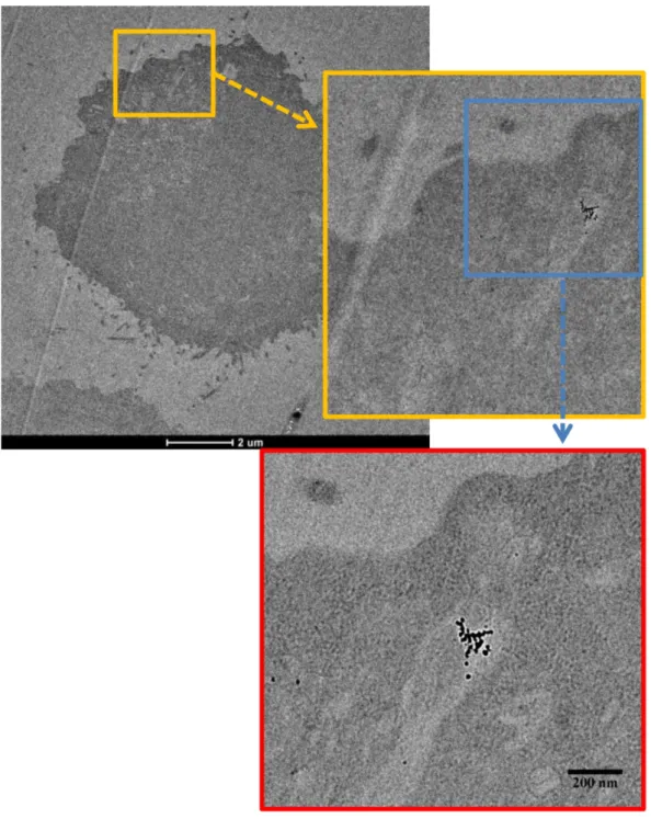 Figure S7. TEM images of L929 cells treated with MPIC micelles (140 µg Fe 3 O 4 /mL, 24 h  incubation), inset showing iron oxide MNPs internalized as endosome inside the L929 cell