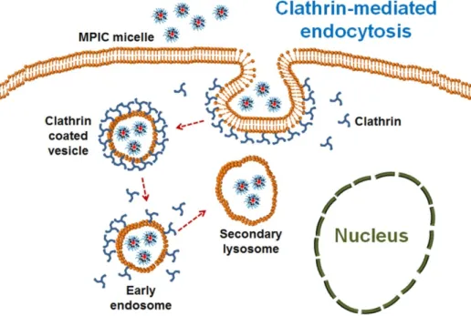 Figure S8. Proposed mechanism of clathrin-mediated endocytosis of MPIC micelles into the L929  cells