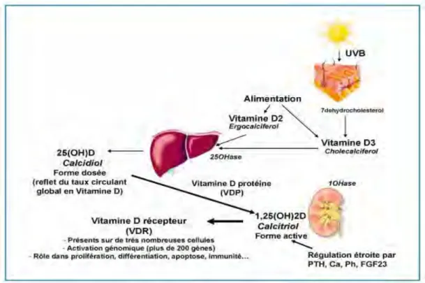 Figure 02 : métabolisme de la vitamine D [10] 