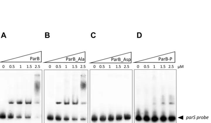 Fig 3. DNA-binding activity of ParB derivatives. Gel electrophoretic mobility shift analysis (EMSA) of ParB binding to the parS sequence