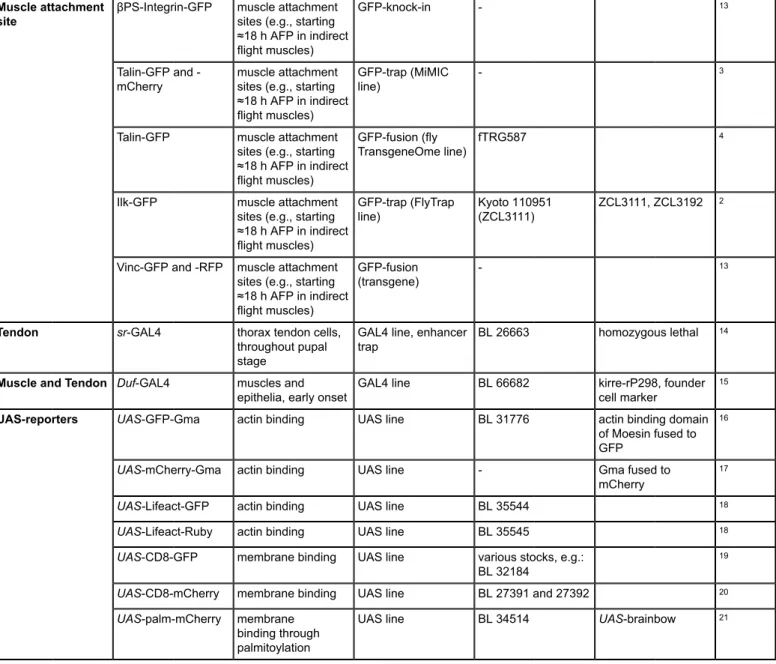 Table 1: Fluorescently tagged protein markers suitable for studying muscle-tendon morphogenesis in vivo.