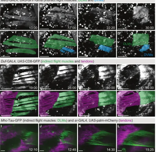 Figure 2: Live imaging of indirect flight muscle and tendon morphogenesis. (A-D) Time points from a two-photon movie (Movie S1) using Mef2-GAL4, UAS-GFP-Gma as a marker for actin in the indirect flight muscles consisting of the dorsolongitudinal muscles (D