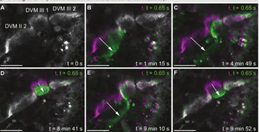 Figure 4: Live imaging of twitching muscles. (A) First time-point from a movie (Movie S5) showing twitching of dorsoventral indirect flight muscles at 42 h APF using βPS-Integrin-GFP as a marker