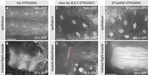 Figure 5: Live imaging of endogenously tagged proteins. (A, B) Maximum projections of z-stacks taken of pupae expressing Hts-GFP