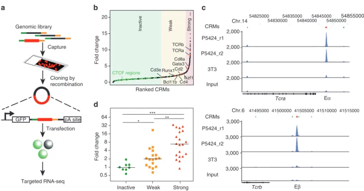 Figure 1 | Design and experimental validation of the CapStarr-seq approach. (a) CapStarr-seq experimental scheme (see Methods for details).