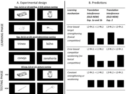 Fig 1. Schematic representation of the experimental design (left) and the predictions of experiment 1a, 1b and 2 in what regards the relative magnitude of translation interference effects for non-cognates.
