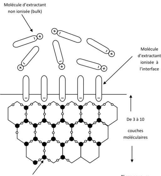 Figure I.3. L’interface en présence d’un extractant ionisable adsorbé à l’interface phase  aqueuse- phase organique 