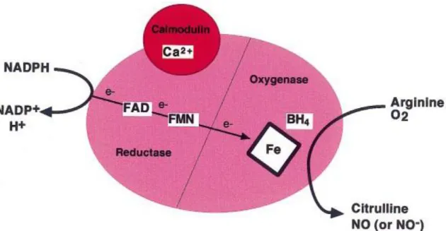 Figure 4 : Réactions catalysées et co facteurs des NOS 