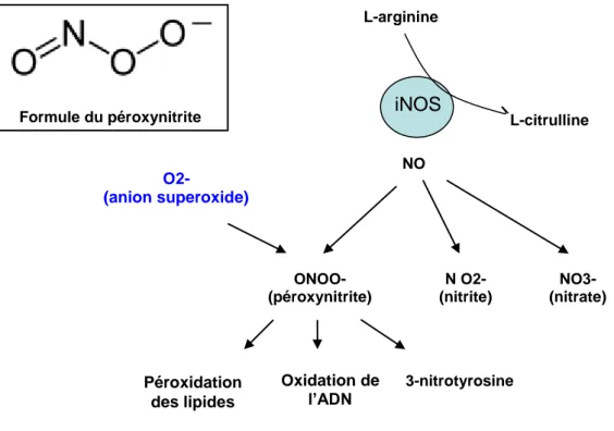Figure 5: Nitric oxide (NO) et ses dérivés. iNOS = NO synthase inductible. 