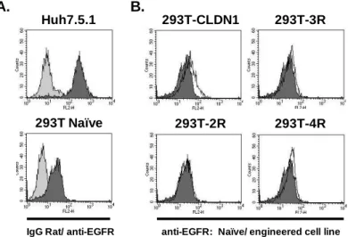 Figure  8:  EGFR  is  not  overexpressed  during  the  selection  process.   A. EGFR  expression  in  naïve  cells
