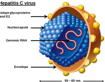 Figure 1: Schematic representation of HCV.  HCV is an enveloped virus with a diameter of 55 to 65 nm,  containing  an  icosahedric  capsid  protecting  the  positive  strand  genomic  RNA  of  9.6  kb