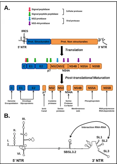 Figure 2: A. Organization of HCV genomic RNA.  The HCV genome is a positive single strand RNA