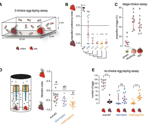 Figure 1. D. suzukii  Females Have an Evolu- Evolu-tionarily Novel Preference for Laying Eggs in the Early Stages of Strawberry  Matura-tion