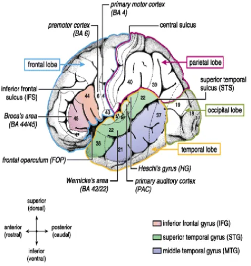 Figure 7.Language Nervous Zone 