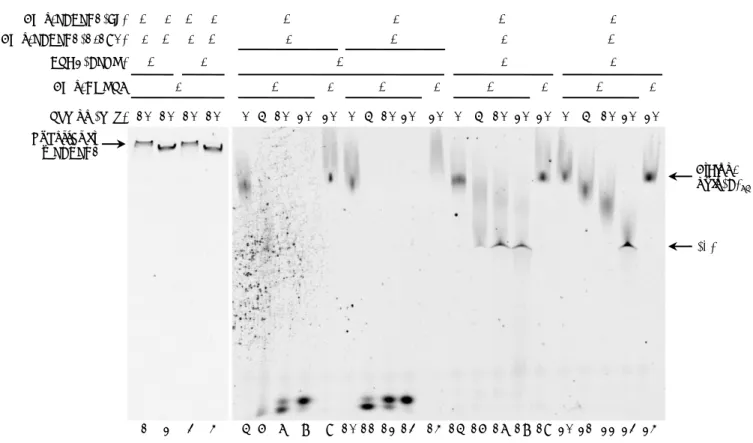 Figure  R9  : L’association de PABPC1 au substrat n’inhibe pas l’activité désadénylase de  CNOT7 in vitro