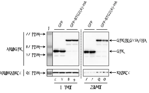 Figure R3 : Co-immunoprécipitation de PABPC1 endogène avec le domaine APRO de BTG2  après réaction de réticulation