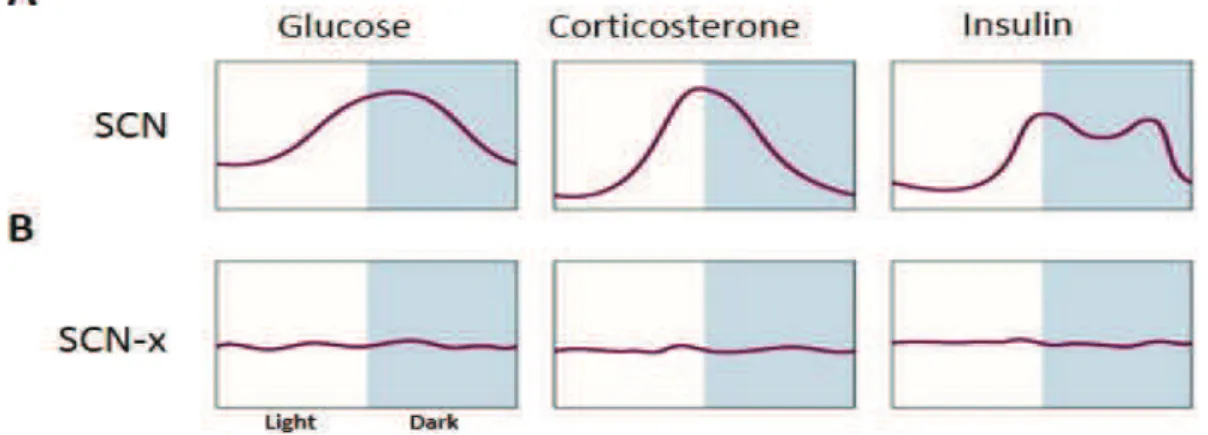 Figure  3:  Daily  rhythms  in  basal  plasma  glucose,  corticosterone  and  insulin  concentrations in presence (A) and absence of SCN (B) under 12 hour light/dark cycle and  Ad  libitum  feeding condition  (SCN-x: SCN lesion) (Adapted from Kalsbeek et a