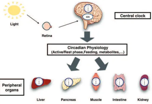 Figure 6: Light entrains the master clock in the suprachiasmatic nucleus (SCN), which in  turn synchronizes extra-SCN and peripheral clocks