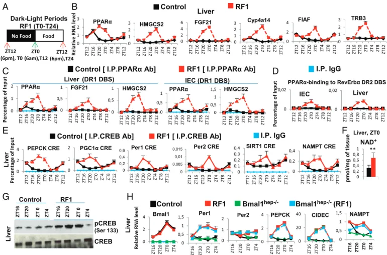 Fig. 2. RF-induced aberrant activations of PPARα and CREB signaling play a critical role in metabolic and CC alterations