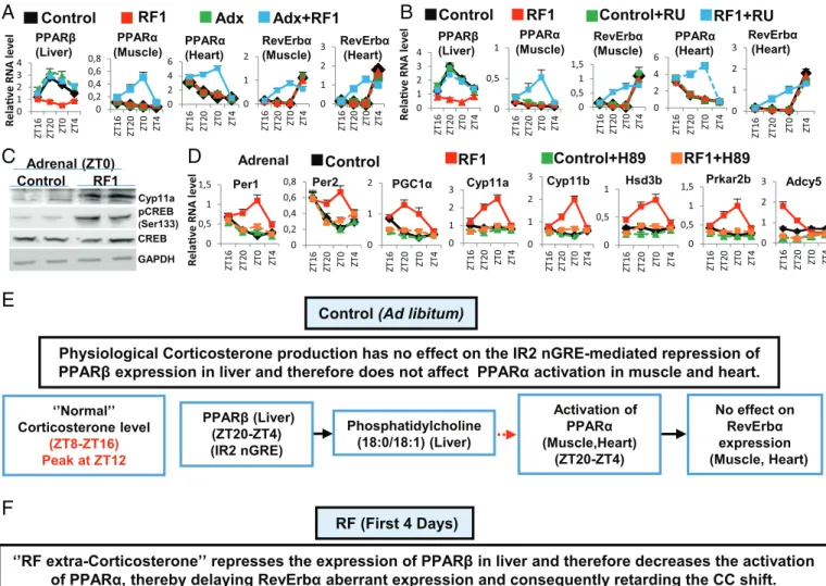 Fig. 5. RF-induced PPARα activation is delayed in muscle and heart. (A) RNA transcript levels of genes, as indicated, in control and RF1 mice on adrenalectomy (Adx).