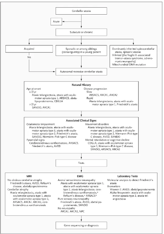 Figure 3 : algorithme diagnostique devant une ataxie cérébelleuse   D’après Anheim et al