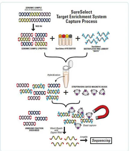 Figure 6 : Etape de Capture des gènes d’intérêt avec le kit Sureselect d’Agilent  http://www.genomics.agilent.com/article.jsp?pageId=3083 