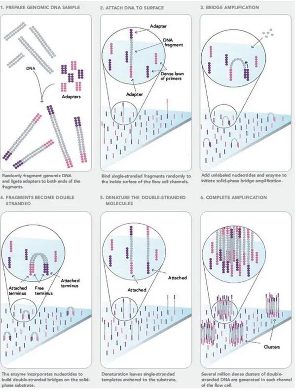 Figure 7 : Bridge PCR avec amplification clonale sur lame   http://seqanswers.com/forums/showthread.php?t=21 