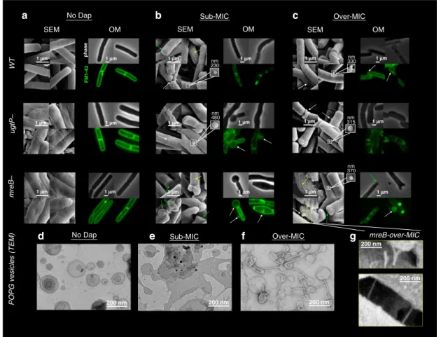 Fig. 1 Dap action on B. subtilis strains (WT, Δ mreB and Δ ugtP strains) and on POPG vesicles by EM and OM