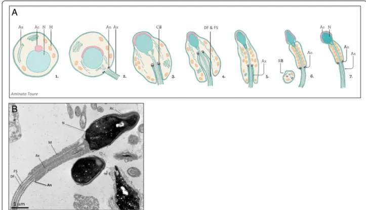 Fig. 1 a Flagellum assembly during sperm terminal differentiation in mammals. Scheme from Aminata Toure