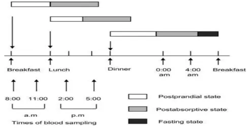 Figure 3.1 Duration of the postprandial, post-absorptive, and fasting states (Monnier 