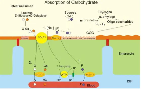 Figure 3.4 Absorption of carbohydrates by the enterocyte (Paulev &amp; Zubieta-Calleja, 2012)  d