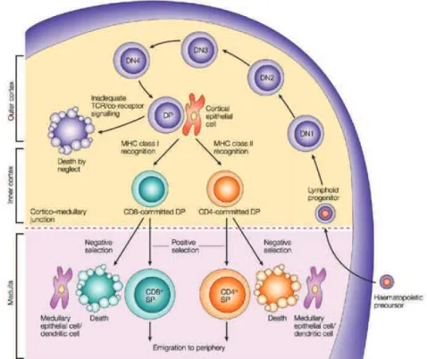 Fig. 4. Principales étapes du développement thymique des lymphocytes T conventionnels (15) 