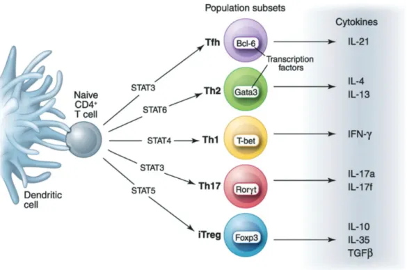 Fig. 5 : Polarisation des lymphocytes T auxiliaires : un précurseur, plusieurs destinées (16) 