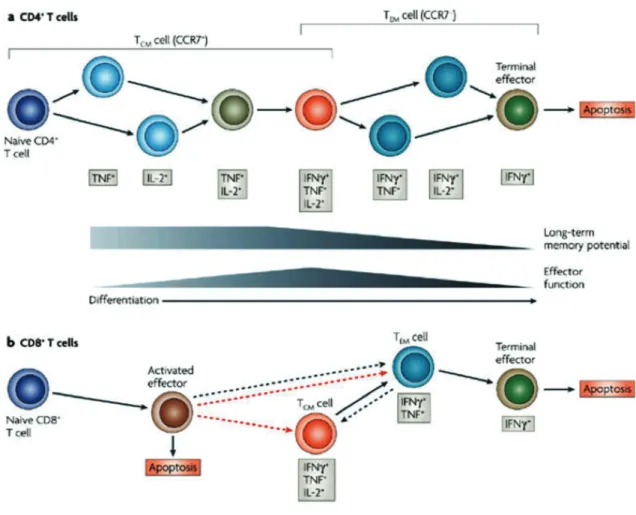 Fig. 6: Modèle de la différenciation des lymphocytes effecteurs et mémoires (32) 