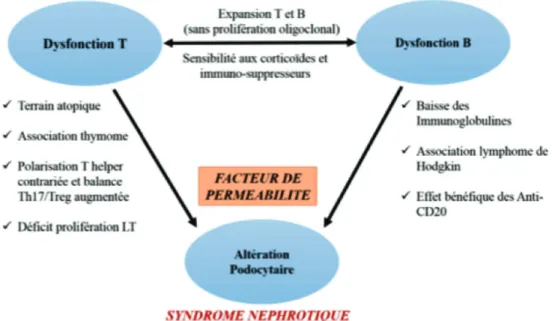 Fig. 12: Hypothèses pathogéniques concernant le lien potentiel entre l’atteinte du système immunitaire et  l’atteinte podocytaire au cours du syndrome néphrotique idiopathique cortico-sensible à rechute 