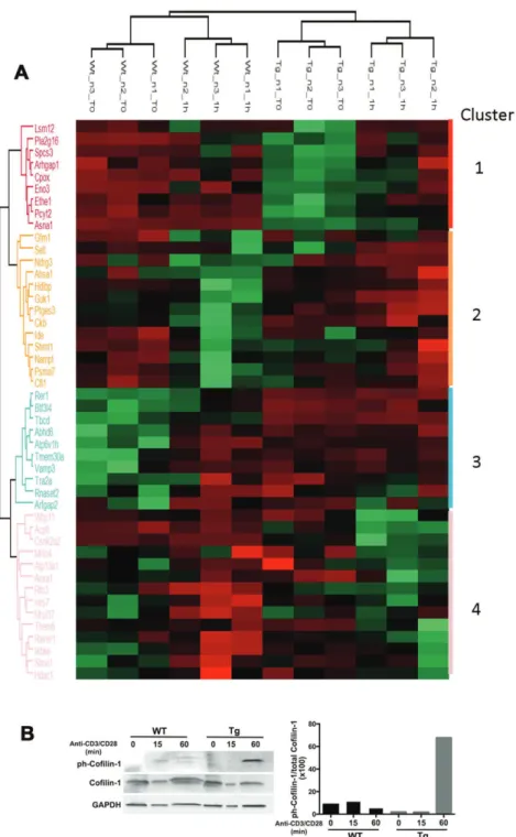 Figure 8. Impact of CMIP expression and T-cell activation on total proteome. A, Heat  map  showing  the  46  proteins  differentially  expressed  in  T-cells  obtained  from  transgenic  andcontrol T-cell subjected or not to 60 min costimulation by anti-CD