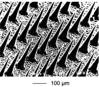 Figure 2.7:  SEM  image showing  a section  of a 20 x  20  array  of silicon  microneedles made  by reactive  ion  etching