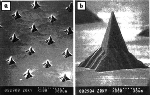 Figure 2.16:  SEM  image showing  magnified  view  of micro-probes  used  to deliver  DNA into plant, nematode, and mammalian cells