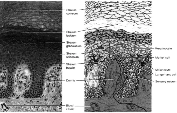 Figure 2.23:  A  photomicrograph  and  a  corresponding diagram  showing the layers of the epidermis