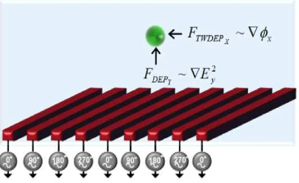 Figure I.8 : Configuration de l'électrode utilisée pour la diélectrophorèse en ondes mobiles