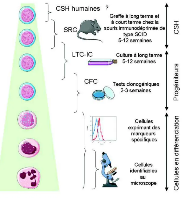 Figure  6 : Principaux tests de mise en évidence des différents types de cellules  hématopoïétiques humaines 