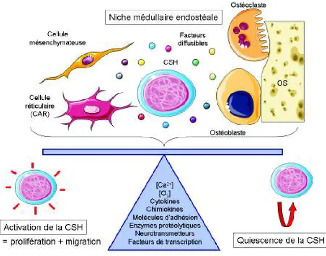 Figure 16 : Régulation de l’équilibre entre quiescence et mise en cycle des cellules souches  hématopoïétiques (CSH) dans la niche médullaire endostéale