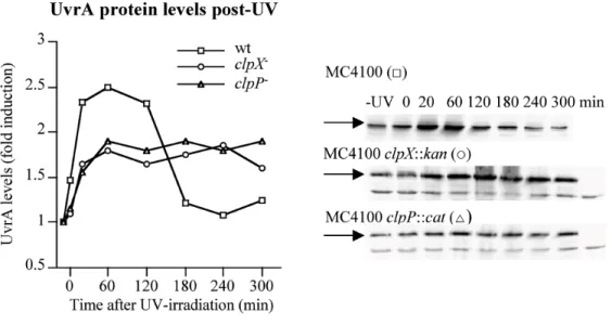 FIGURE 1. UvrA protein levels before and after UV-irradiation in wild-type, clpX and clpP mutant cells