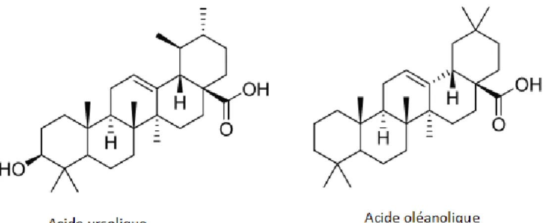 Figure 05 : Les acides triterpéniques dans les aubépines (Cui et al., 2006a ; Zou &amp; Chen,  2006)