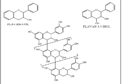 Figure 16 : Voie de synthèse des tannins (Haslam, 1966 ; Swain, 1979). 