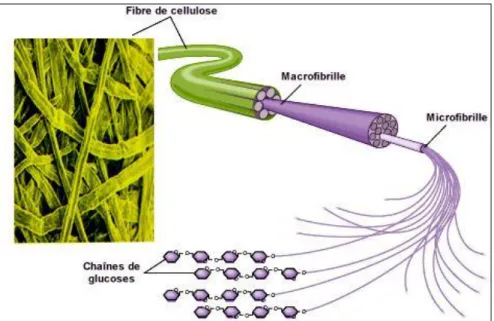 Figure 20: Vue perspective d’une fibre de cellulose. 